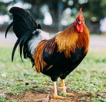 A rooster in Hawaii